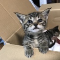 子猫二匹の里親になって下さる方を募集しています
