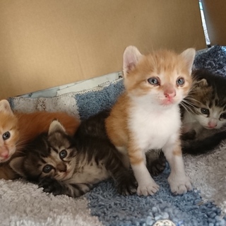 トライアル中のため一時終了