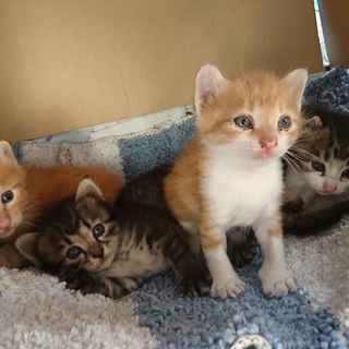 写真一番左の茶トラくんの里親募集してます♪