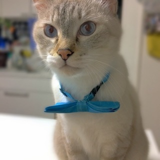 甘えん坊で青い目の可愛い男の子