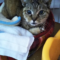 火事で飼い主が置き去り、事故にあった子マキちゃん