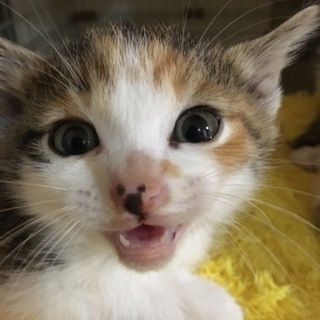 生後1ヶ月半くらいのミケ猫ちゃん