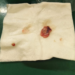 「火事で飼い主が置き去り、事故にあった子マキちゃん」サムネイル3