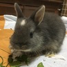 ネザーランドドワーフの仔ウサギ サムネイル3