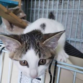 里親様決定しました！