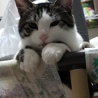 蘭丸(にゃん丸)