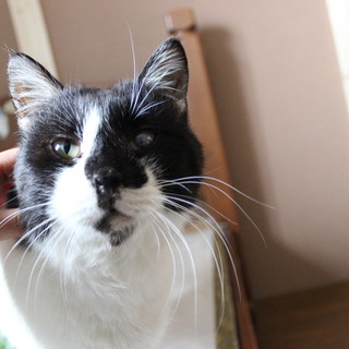 推定３～５才・優しい性格【7/14～トライアル中】