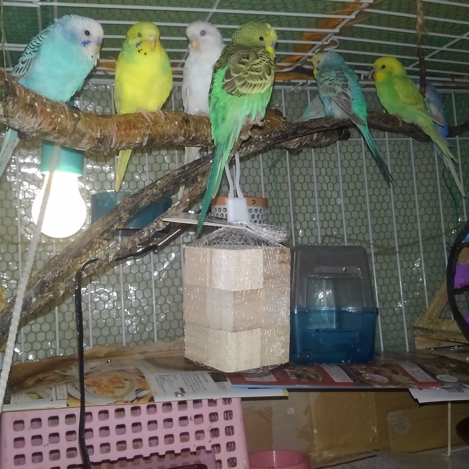 Yellowのカバー写真