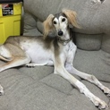 サルーキ女の子(成犬)