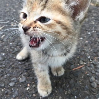 子猫の里親さん募集