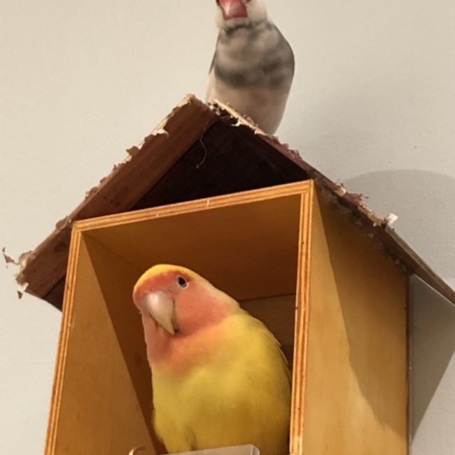 よかよかなんでもよかばいのカバー写真