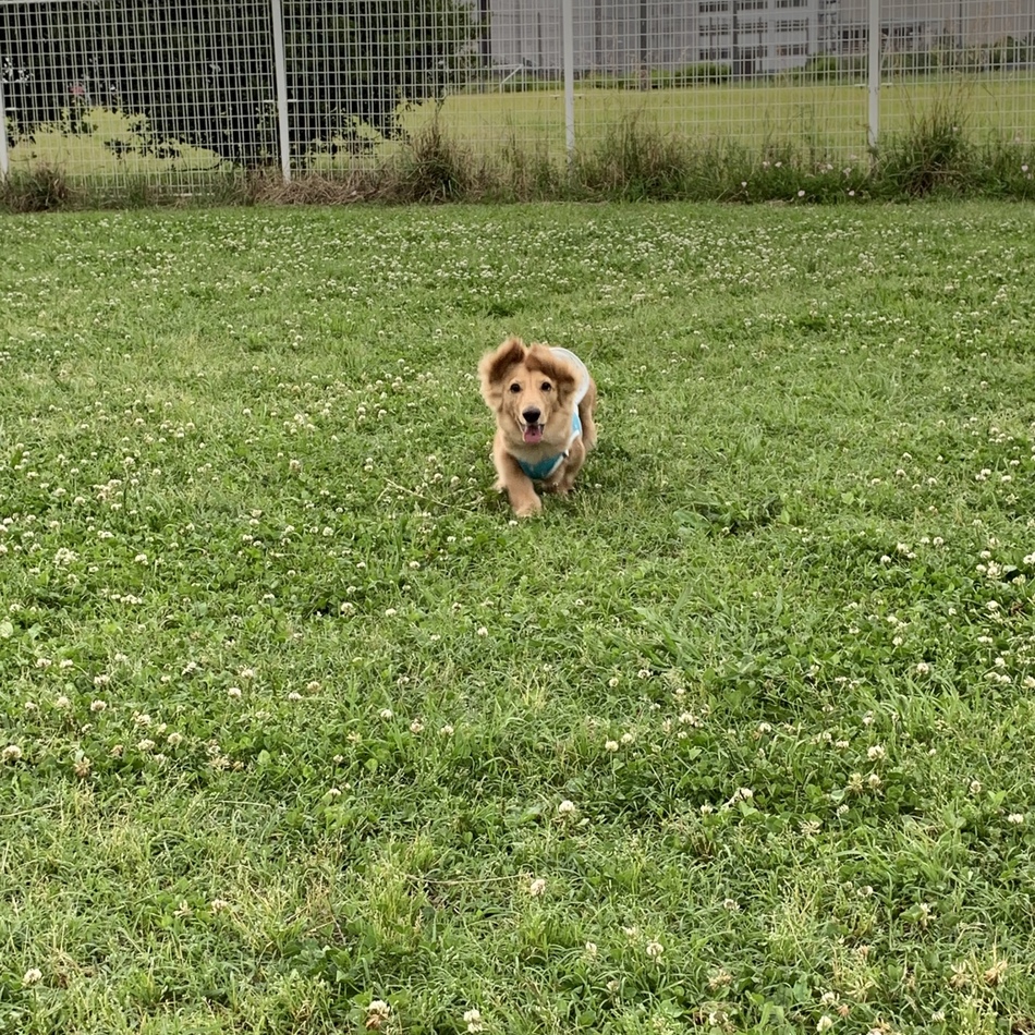 ルイのカバー写真