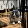 かな☆ひな