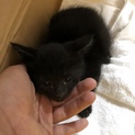 生後約一カ月くらいの子猫