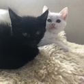 なかよし兄妹、ブラック&ホワイト 生後2ヶ月