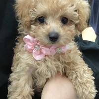 こむぎ