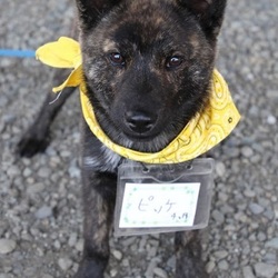 6/23(日)二子玉川いぬねこ里親会 サムネイル1