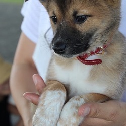 6/23(日)二子玉川いぬねこ里親会 サムネイル2