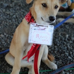 6/23(日)二子玉川いぬねこ里親会 サムネイル3