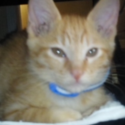 動物病院に行って来たよ