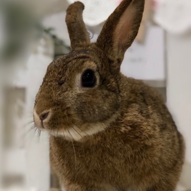 ゆきusagiの縁結びのカバー写真