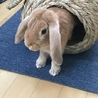 オカメラブさん