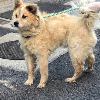 ！！緊急！！保健所収容の迷子です！