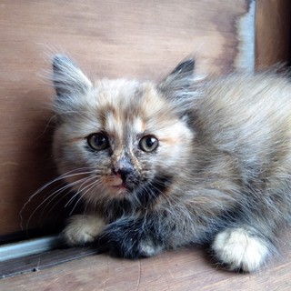 車の下で２晩なき続けてました。可愛い猫ちゃん