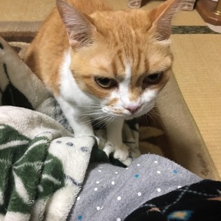 おばあ様と2人暮らしでしたが訳あって飼い主さん募集