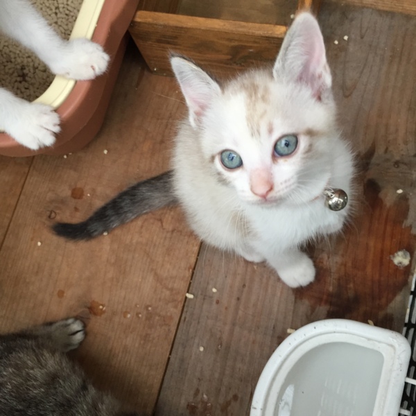 青い目の白三毛猫 くもちゃん 福岡県 猫の里親募集 ペットのおうち 月間利用者150万人