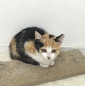 たれ目ののんびりミケちゃん