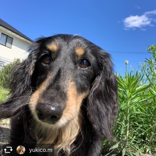 のんびりダックス「ラリー」くん