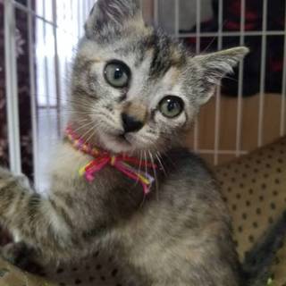 【トライアル決定】ちびっこしいちゃん