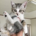 ちょっとおっとりな可愛さ抜群のサバシロちゃん