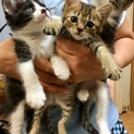 一時募集停止 可愛い1ヶ月半の子猫  兄妹４匹 