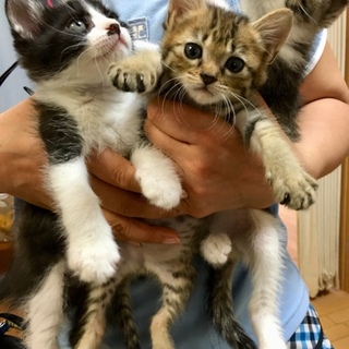 一時募集停止 可愛い1ヶ月半の子猫  兄妹４匹 
