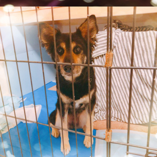 頑張って生きてたよ！！シェパード似の子！