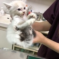 長毛ブルーアイのひと月くらいの子猫