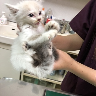長毛ブルーアイのひと月くらいの子猫