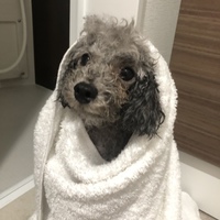 ぼーろ