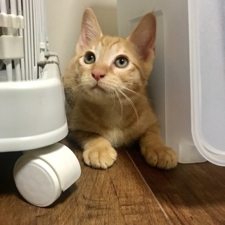 やんちゃで元気いっぱいな茶トラの光くん