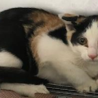 譲渡されました。