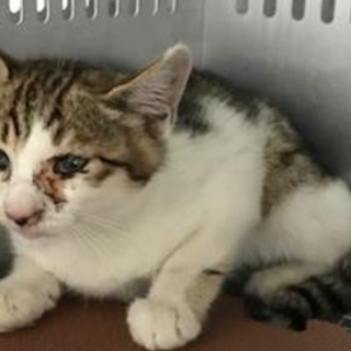 譲渡されました。