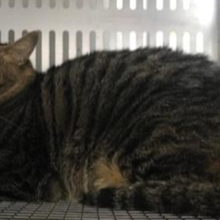 譲渡されました。