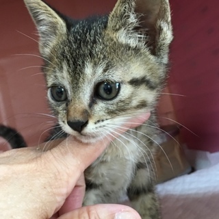 里親決定。親猫とはぐれた花ちゃん