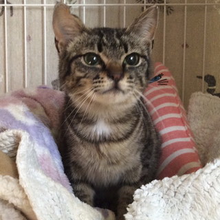 小柄でキュートな女の子です