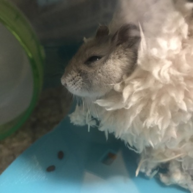 ラティルタのカバー写真