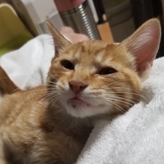 里親決定❤️チャトラン❤️もらってください♪