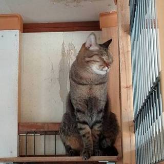 キジトラ美男みどり君＆あお君