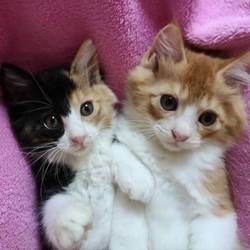 三鷹で猫の譲渡会を行います❤️琉球・奄美大島特集も継続中